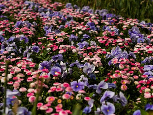 Bloom...
