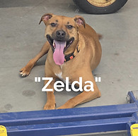 Happy Dog in the Shop