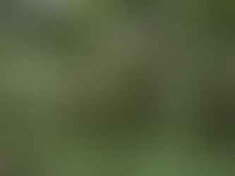 Consano Earth's Summer 2025 Letter