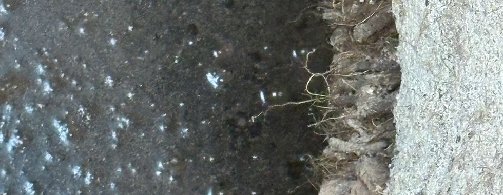 Roots on septic tank