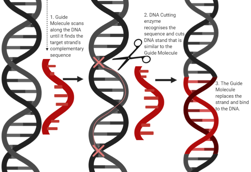 biology book synopses the biostudent bookshelf