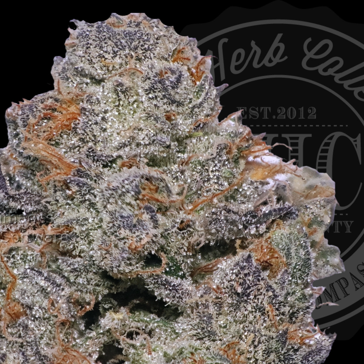 The Toad 3.5 38.9%