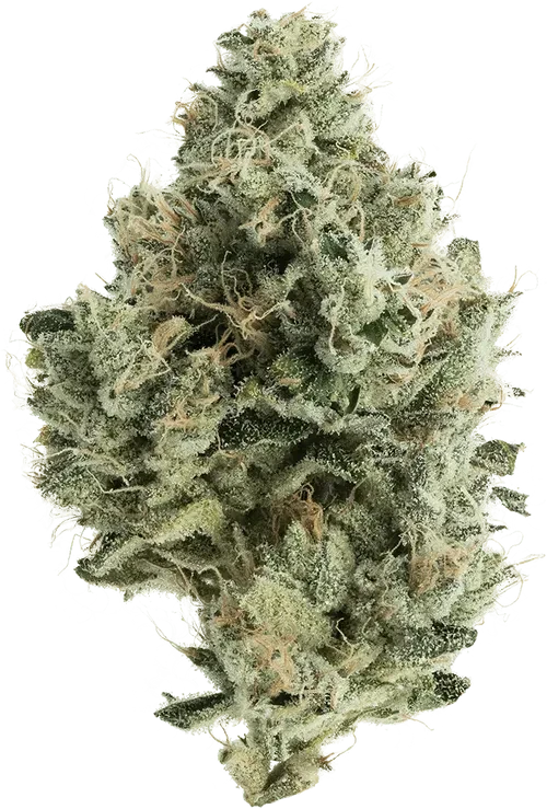 Jet Lag OG 27.2% — 3.5 Grams view 2