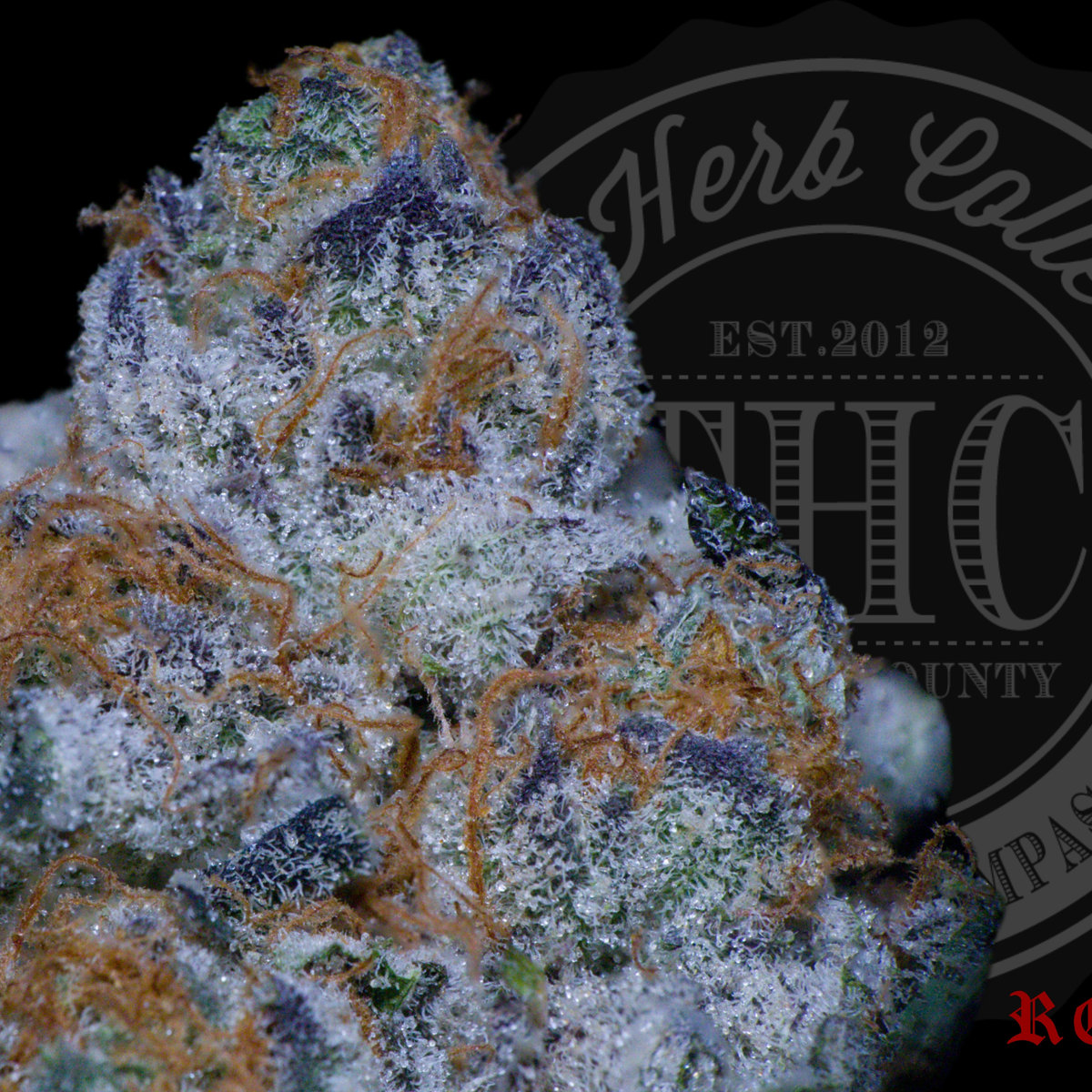 Conniosseur — Rosez Co.