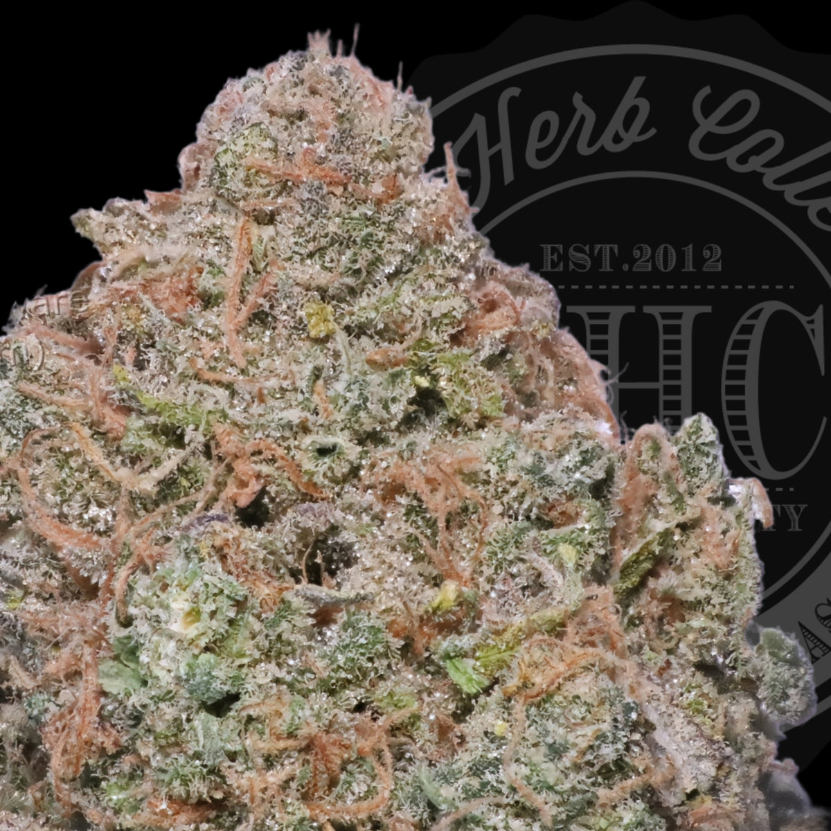 Santa Cruz Blue Dream 34.8%