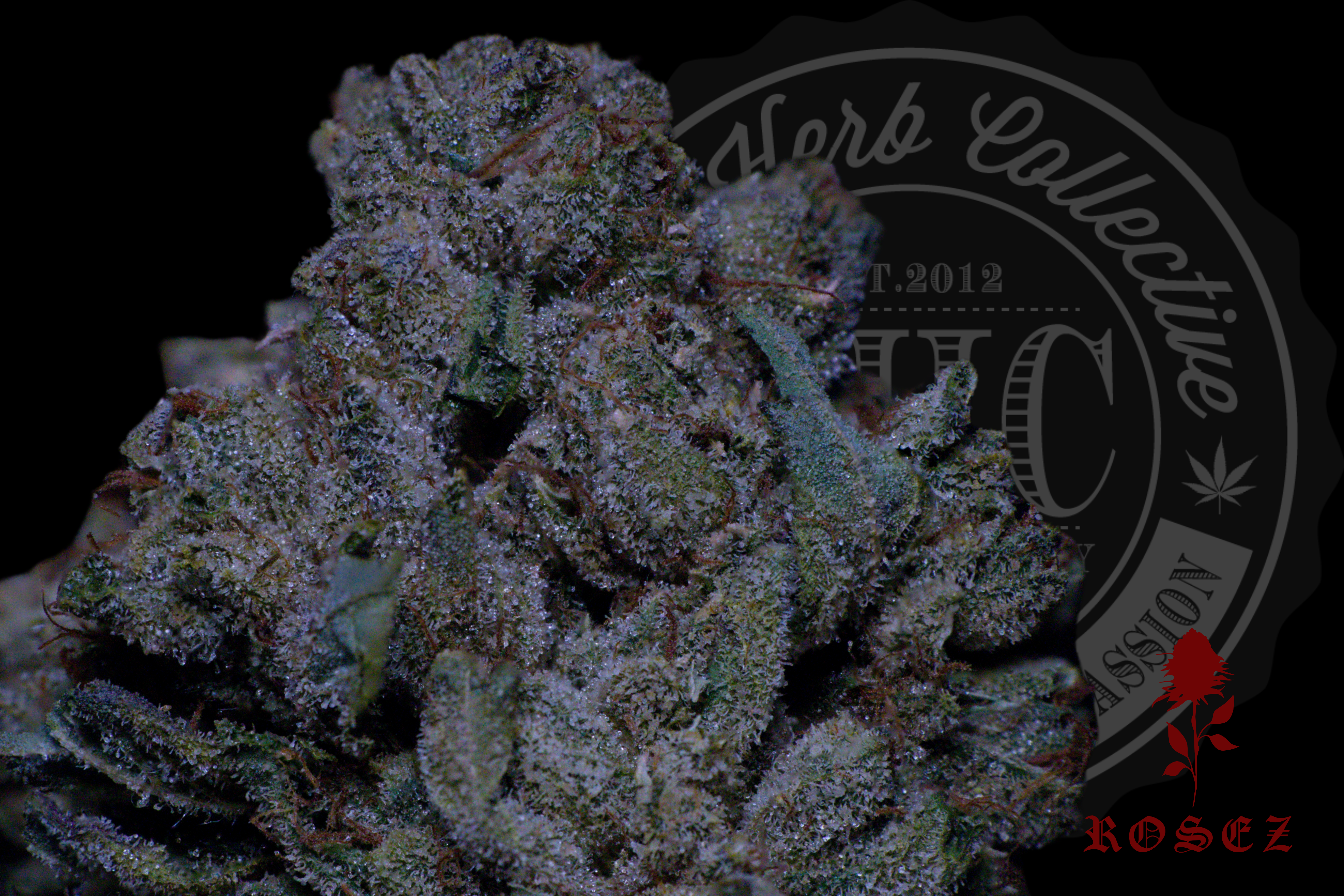 DUCATI OG 27.2% | CONNOISSEUR | ROSEZ CO.