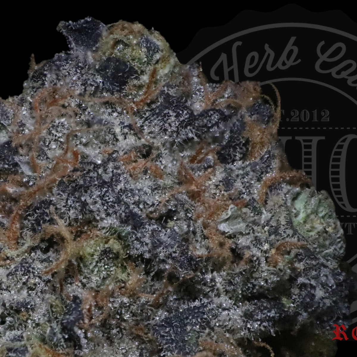 Maui Blueberry Muffin 26.8%