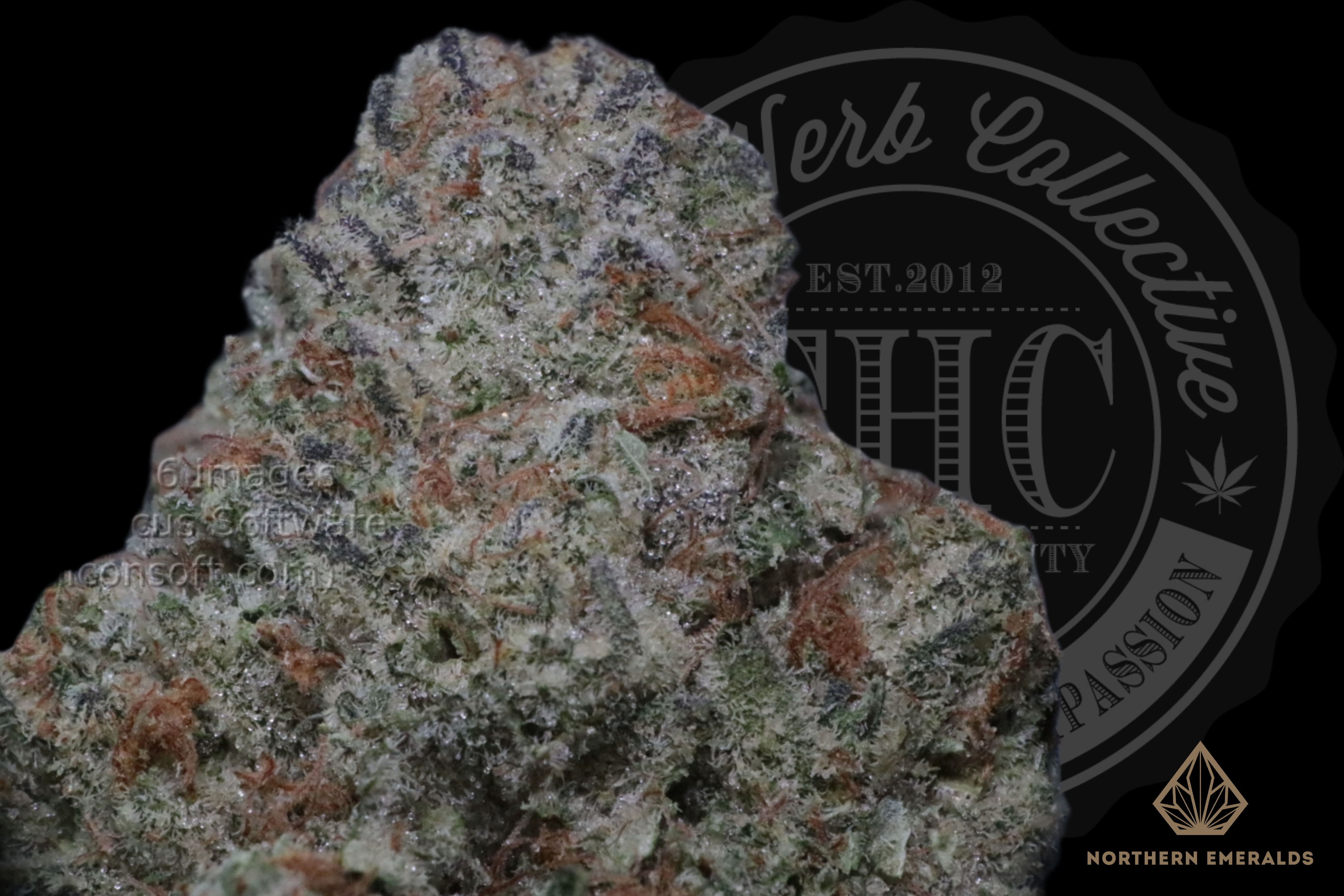 WTF OG 36.2% | EXCLUSIVE  | NORTHERN EMERALDS