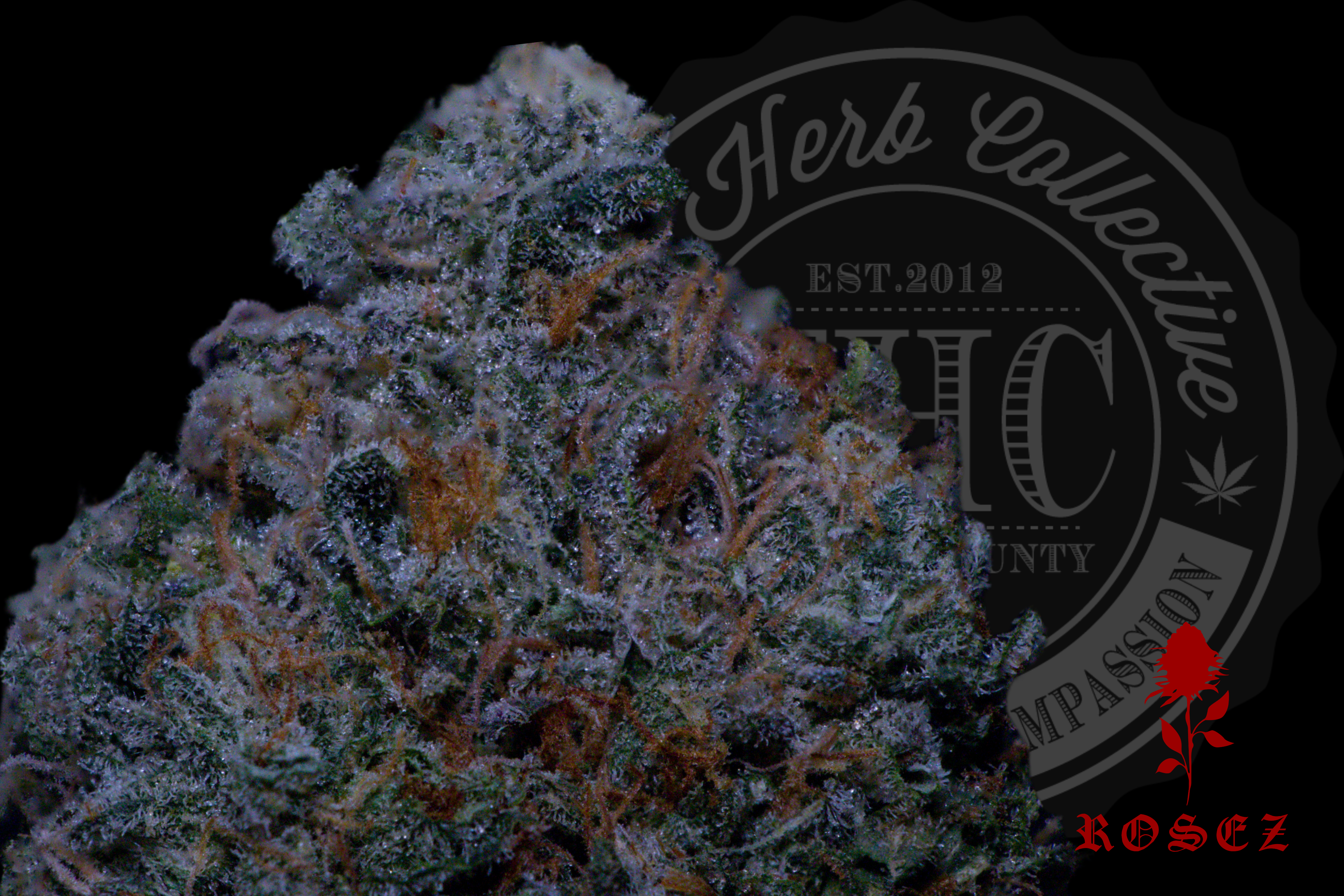 GMO Punch 26.8%