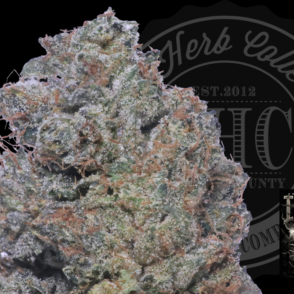 3X Crazy Insane OG 31.9%