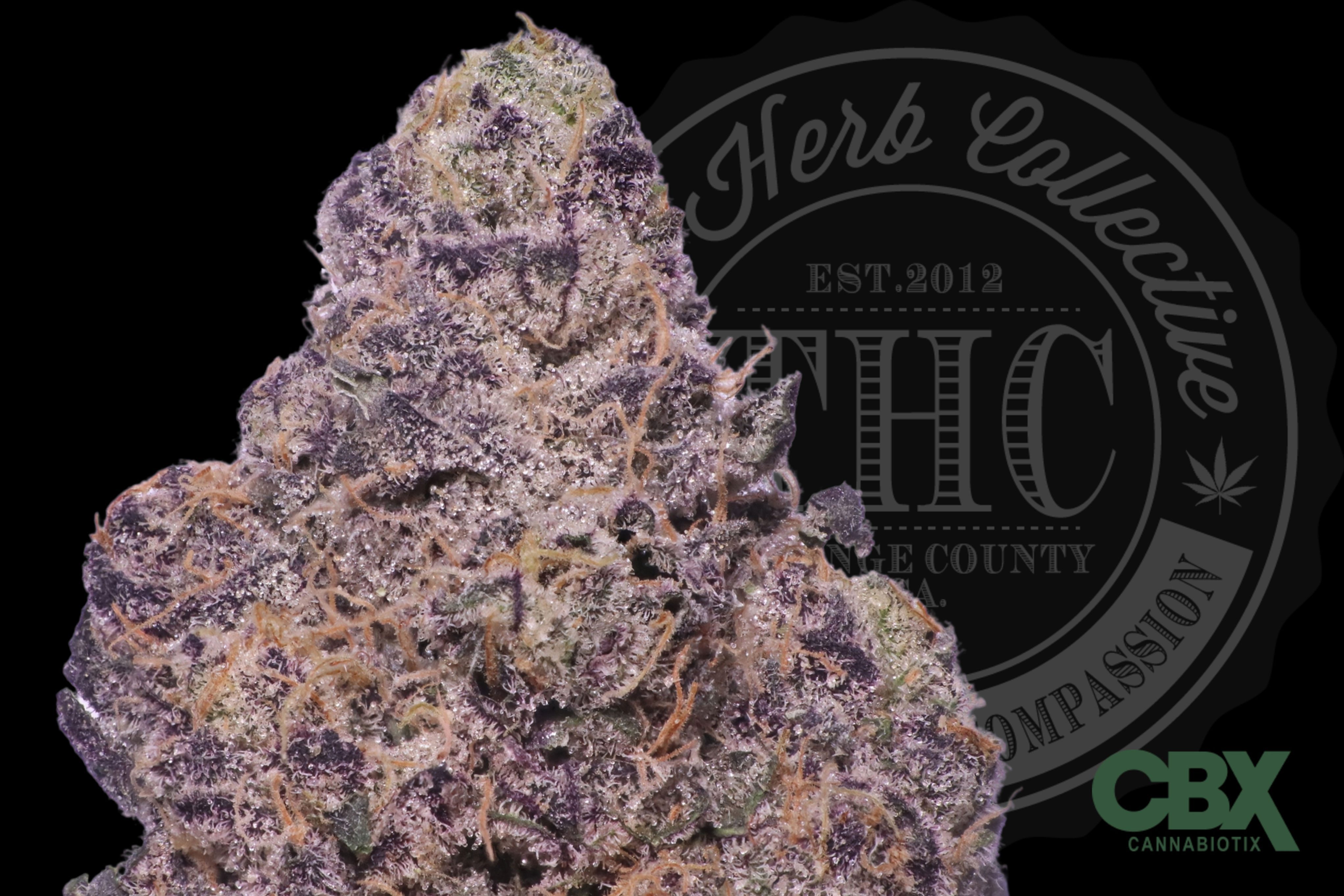 THICC MINT COOKIES 31.8% | EXCLUSIVE CUT | CBX CUT