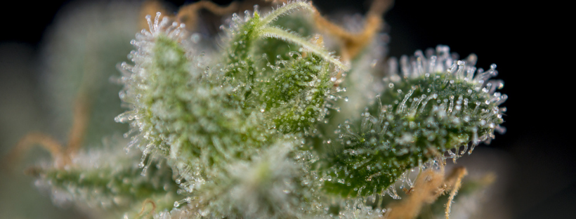 What Do Terpenes Look Like