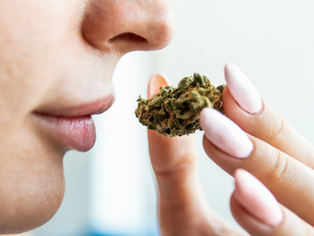 What Cannabis Shouldn’t Smell Like