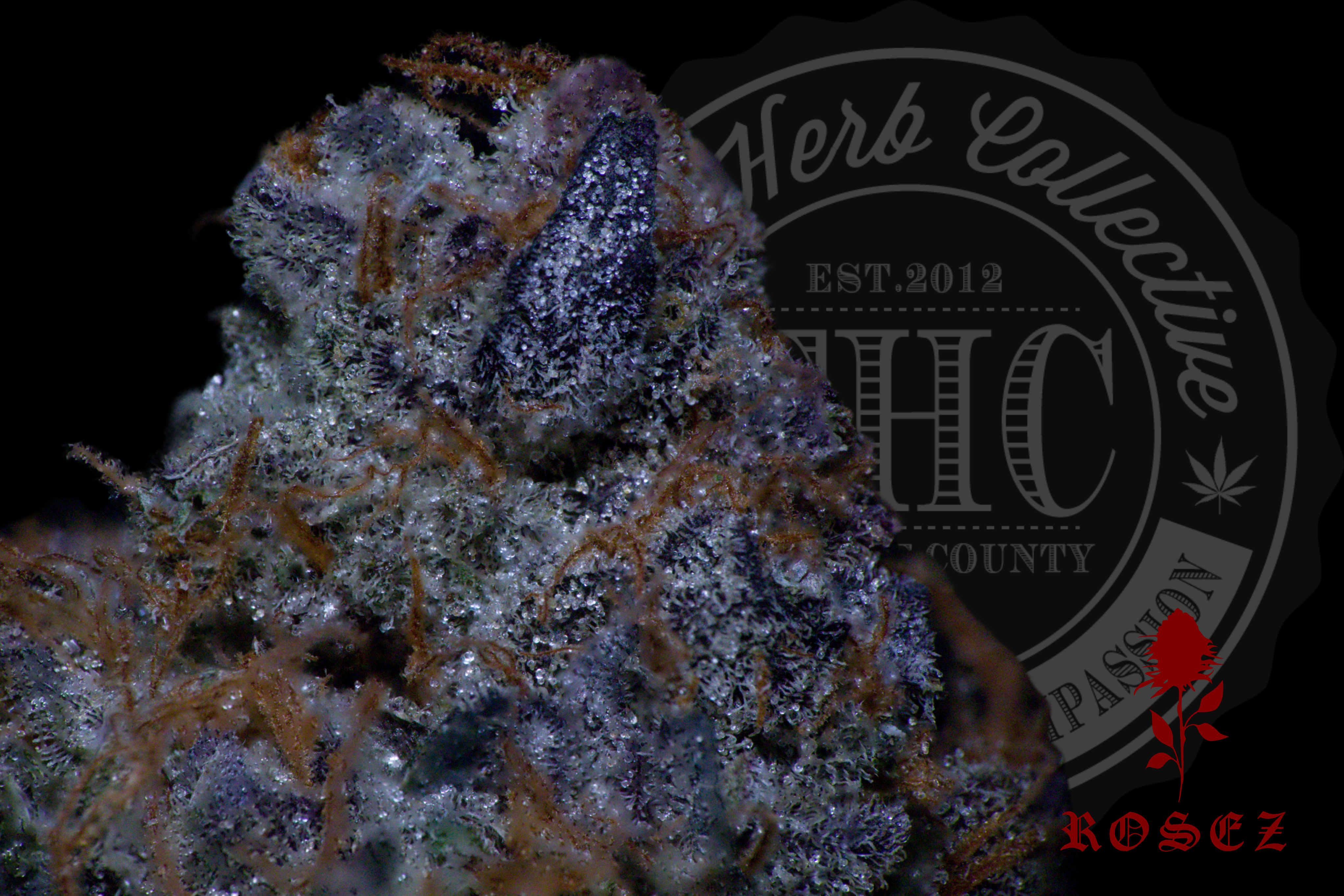 GMO X Cookies 27.2%