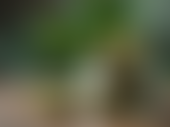 Discover The Herb Collective's Extensive Herb Collective Cannabis Menu