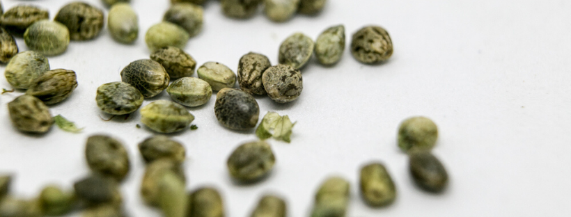 Feminized Seeds