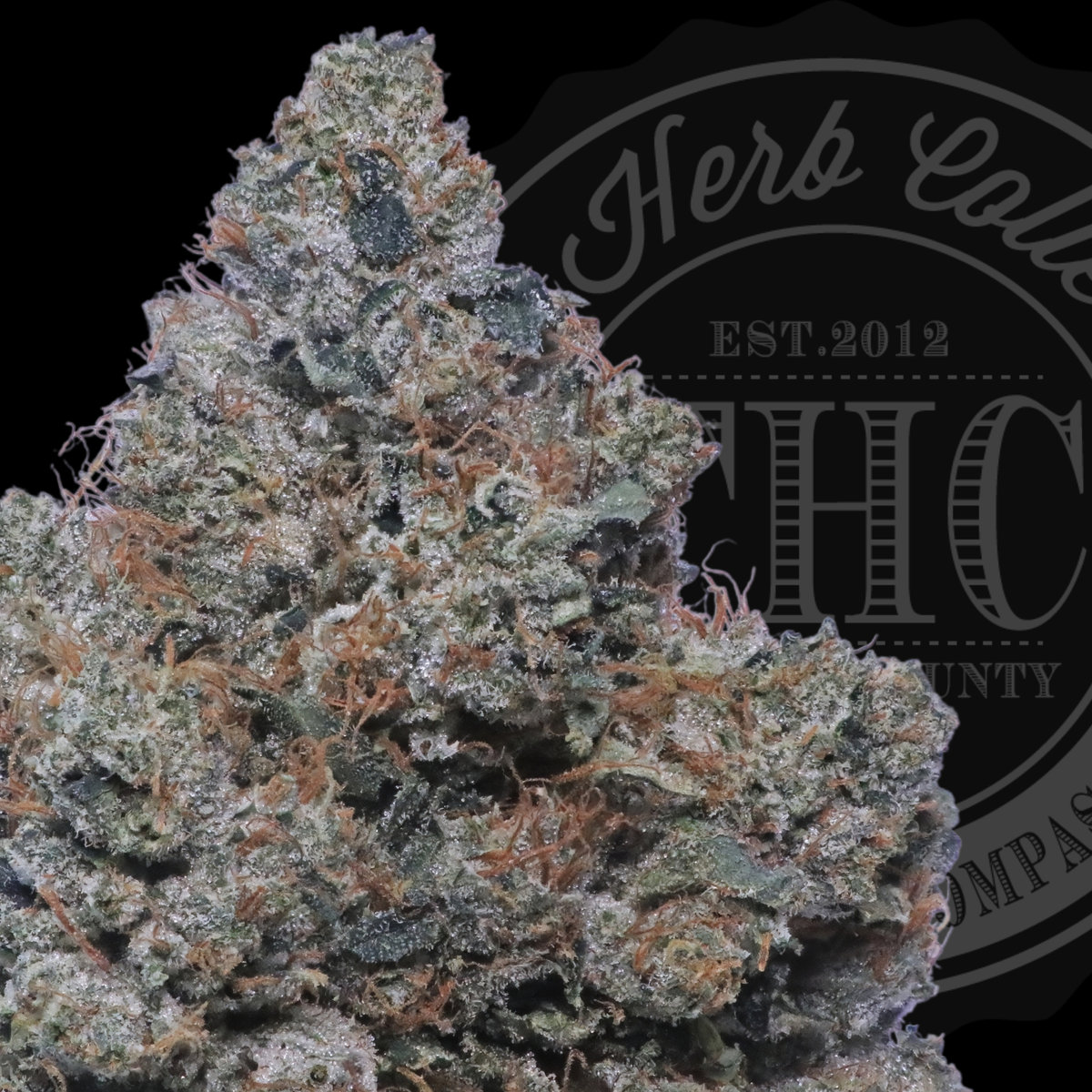 Gold Coast OG 32.6%