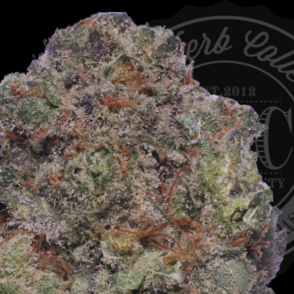 The Jamaican Lime 33.7%