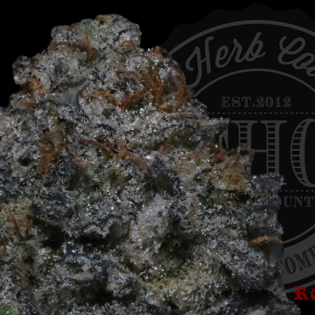 Conniossuer — Rosez Co.