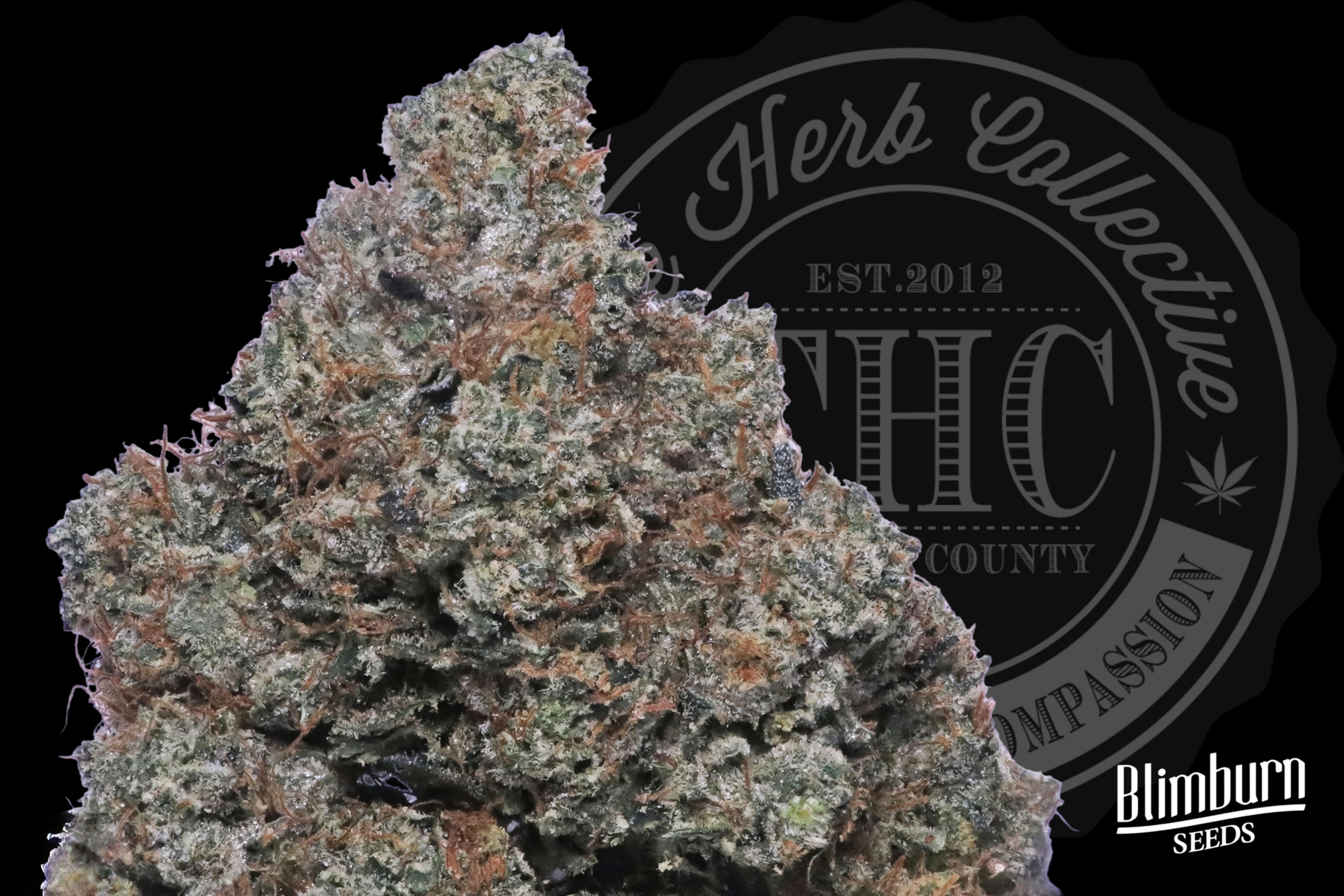 LOBSTER OG 33.6% | EXCLUSIVE CUT | BLIMBURN