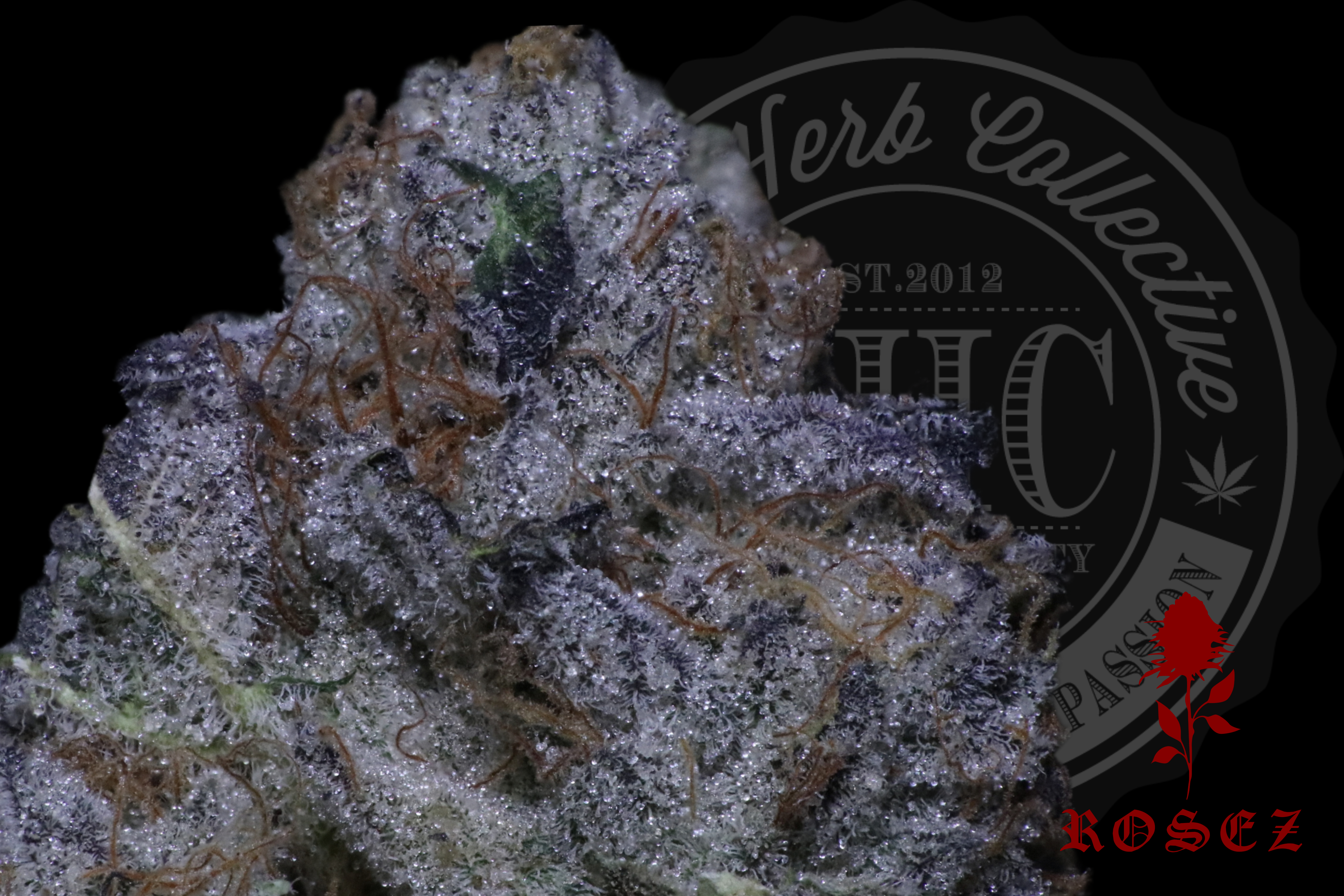 MAC CAKE 31.2% | EXCLUSIVE | ROSEZ CO.