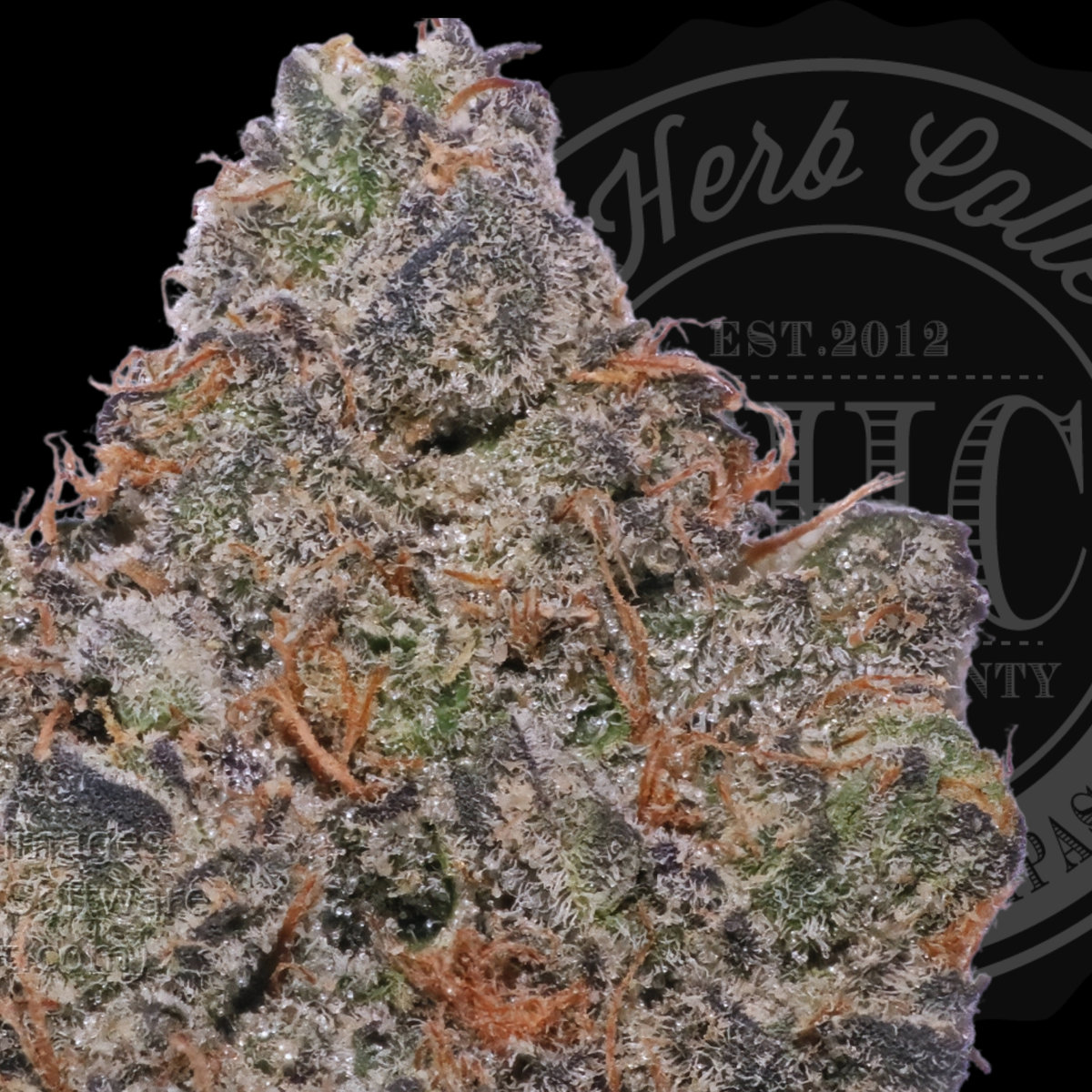 Super Pineapple Fritter 35.6%