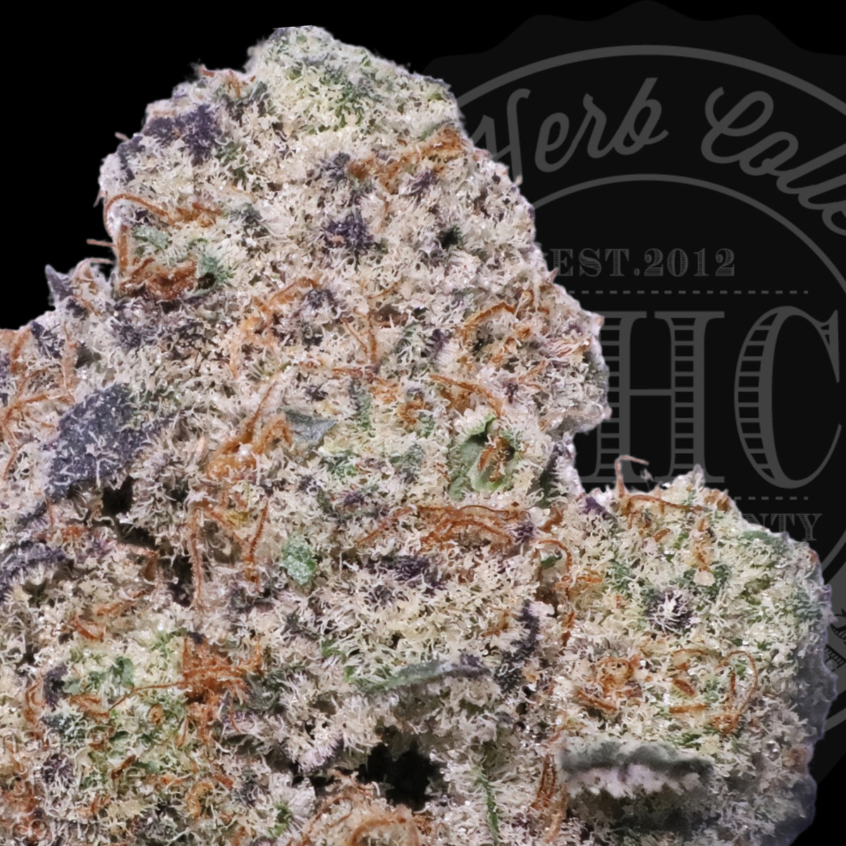 Glitterati 35.8%