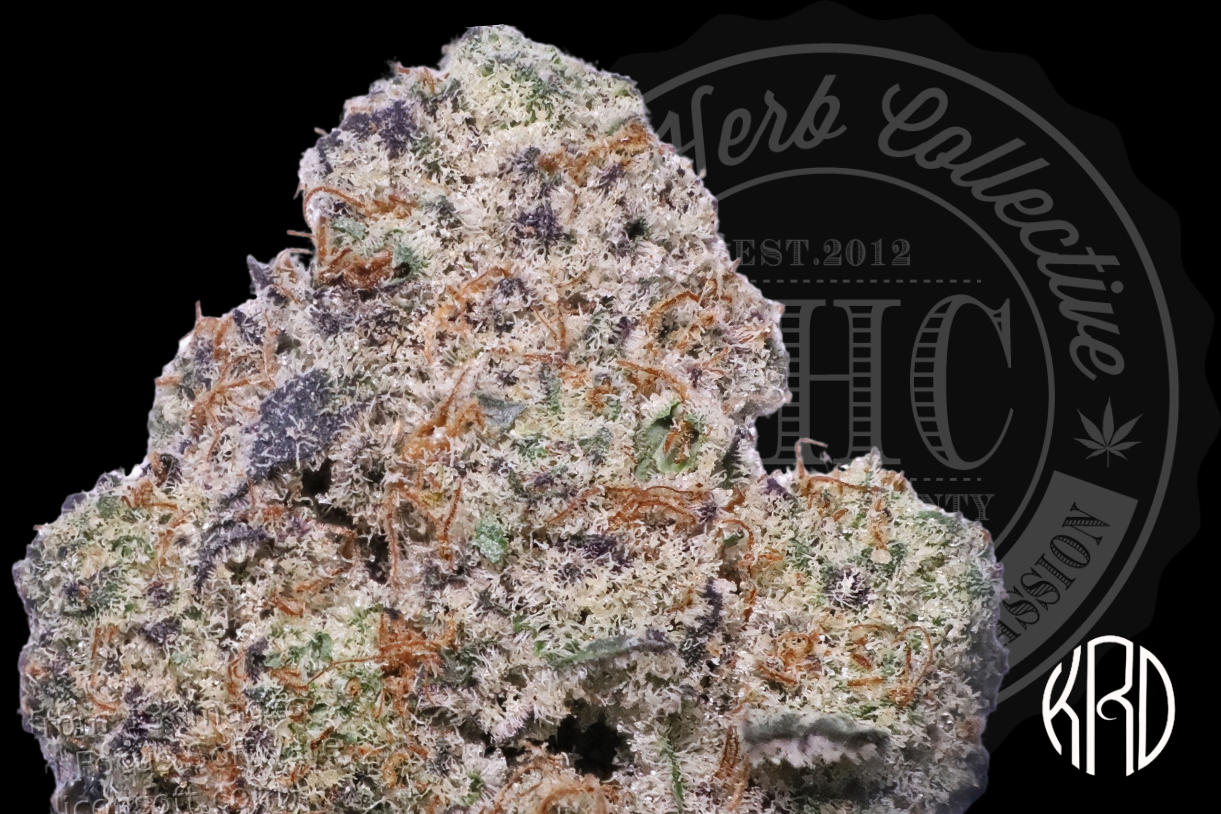 GLITTERATI 35.8% | INDOOR SHELF | KRD