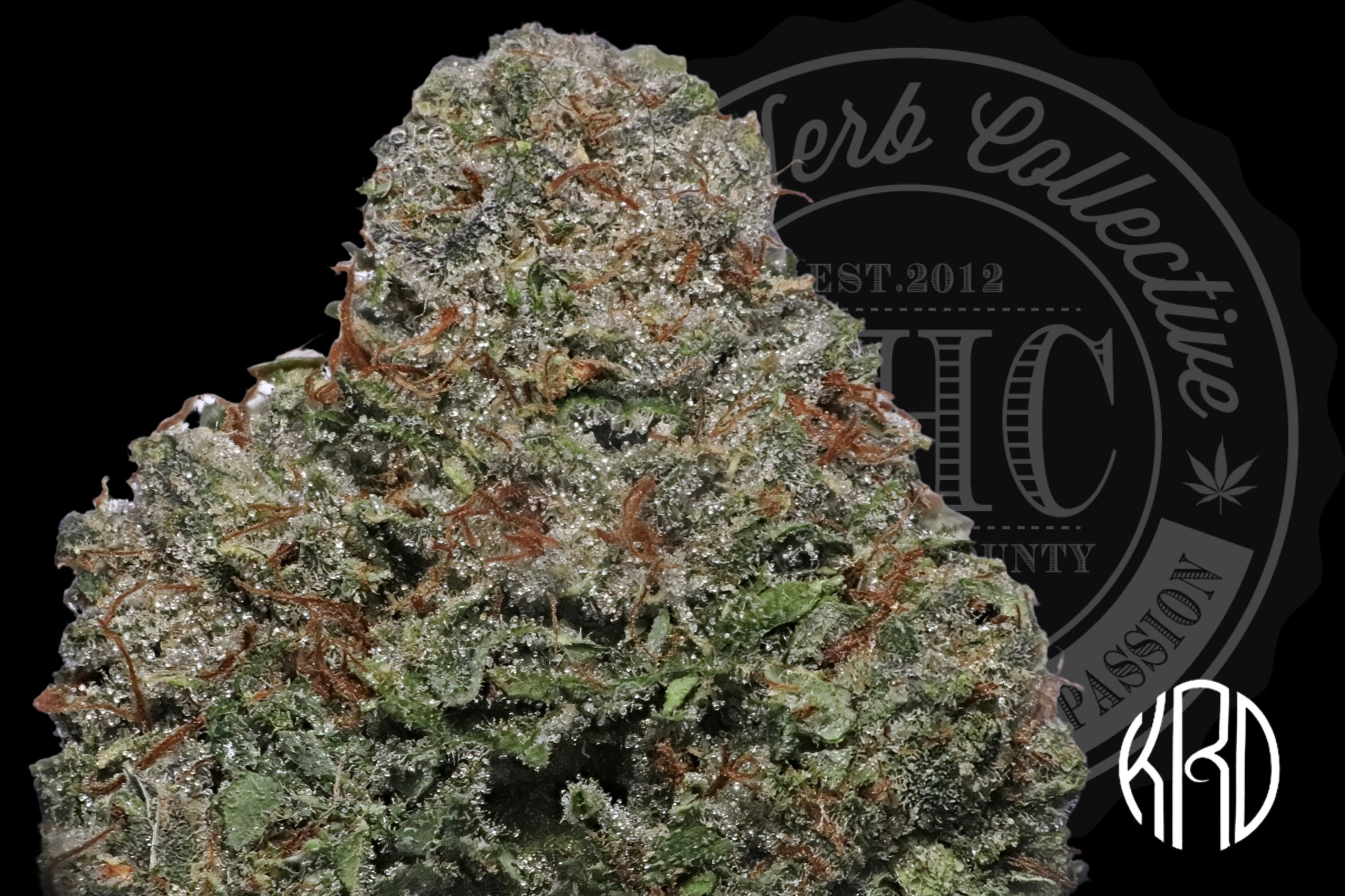DA VINCI OG 30.8% | INDOOR SHELF  | KRD