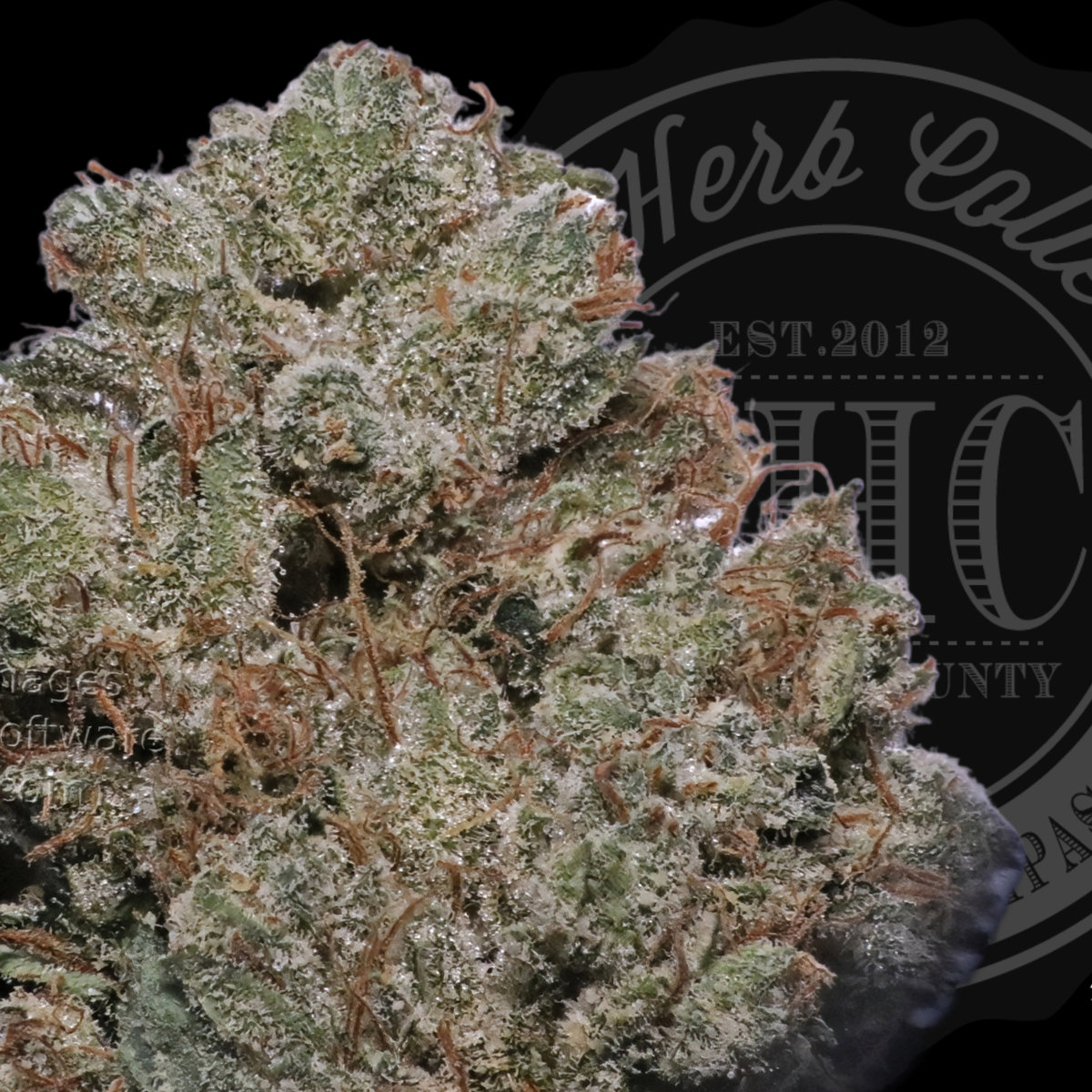 Ghost OG 33.8%