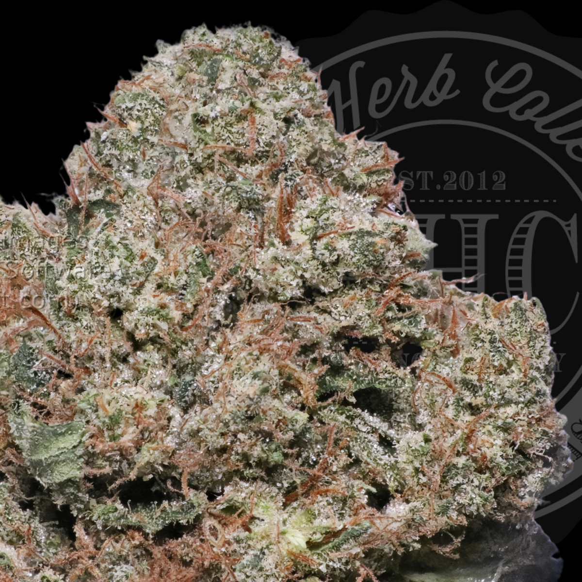 King Henry Viii OG 34.6%