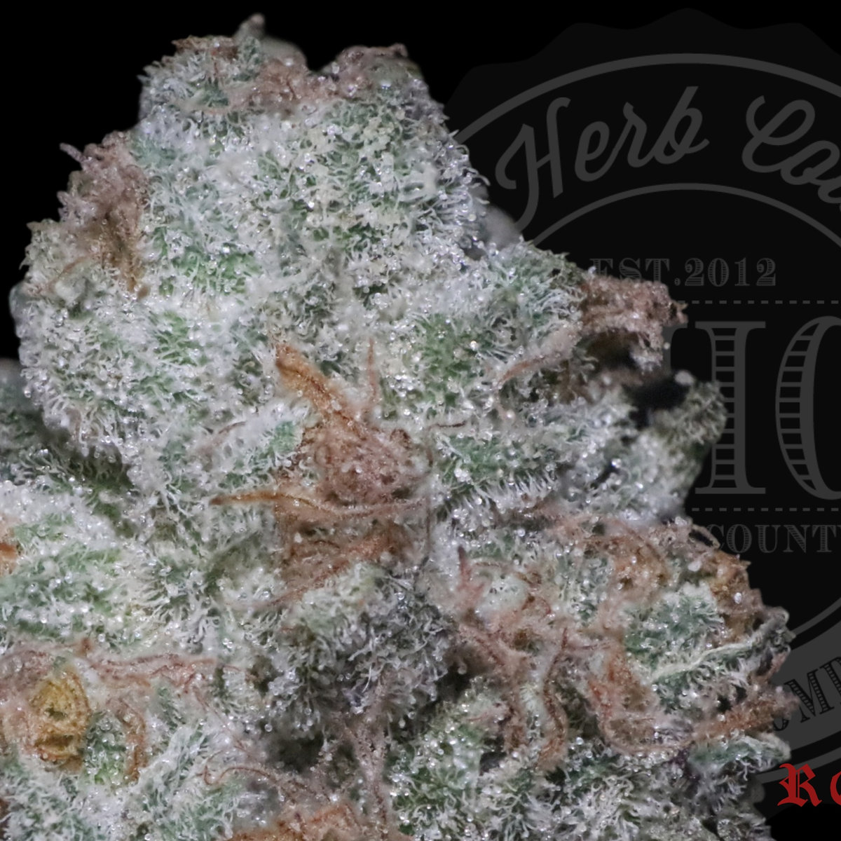 Zombie Frost 26.2%