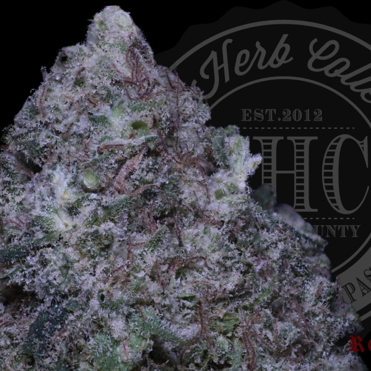 White Russian 27.2%