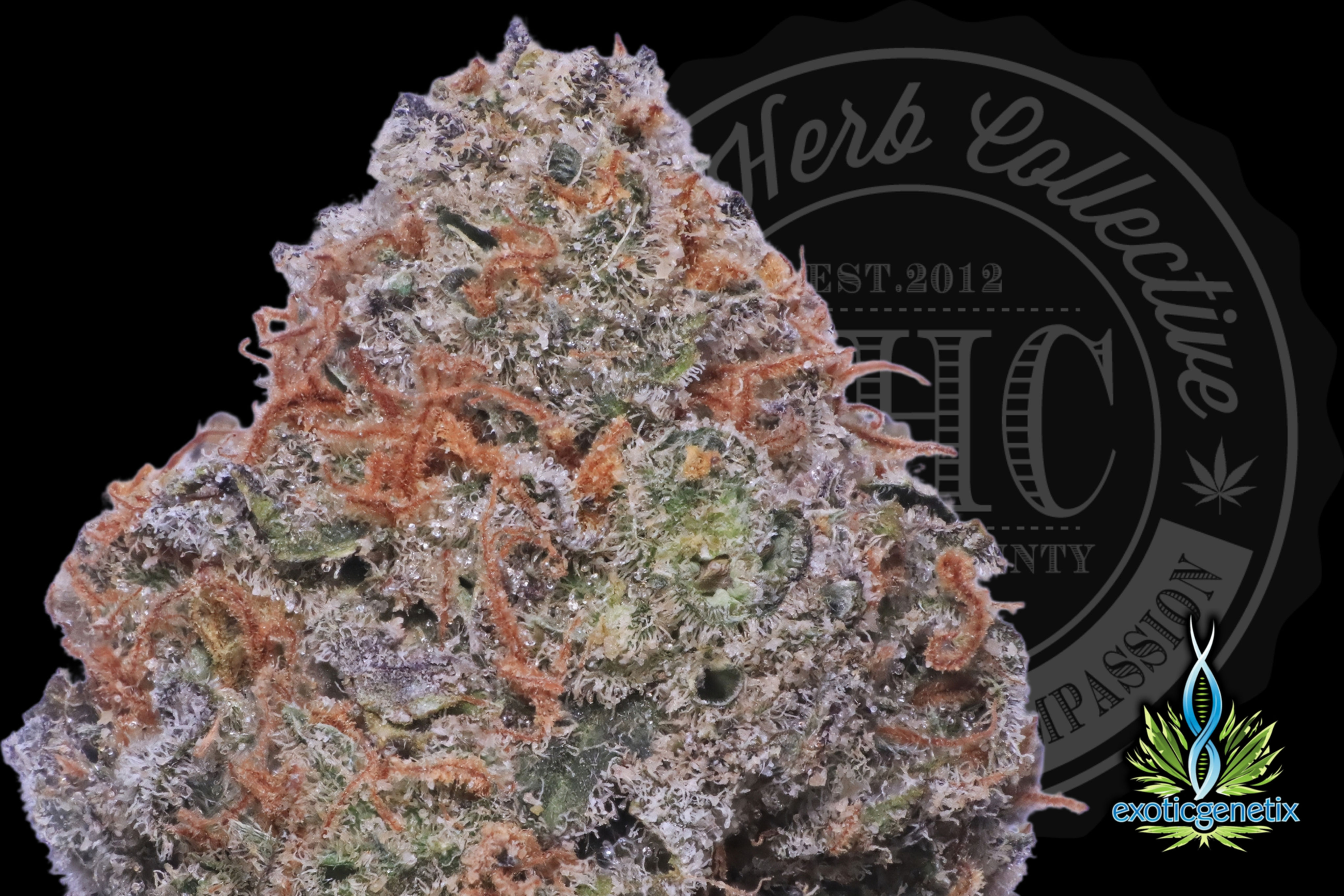 LEMON BANG BANG 34.7% | EXCLUSIVE CUT | EXOTIC GENETIX