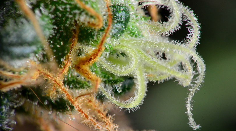 What Are Trichomes and Their Role Within Cannabis Plants
