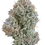 Thumbnail: CANNABIOTIX | KUSH MOUNTAINS 32.6%  | 3.5 GRAMS