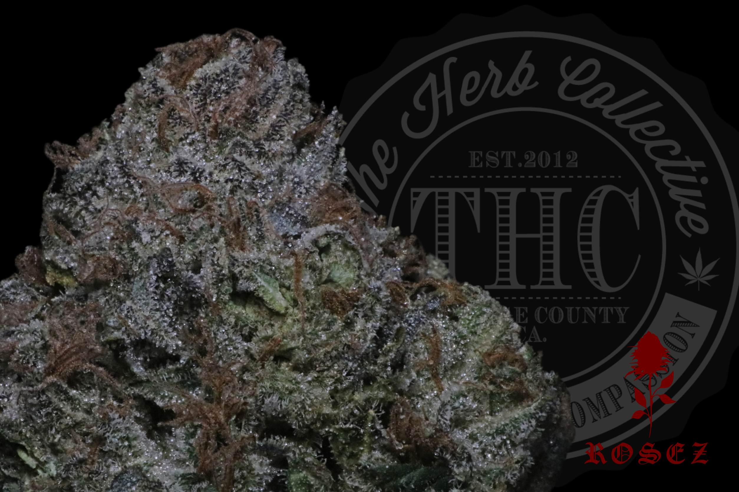 Exotic — Archive X Rosez Co.