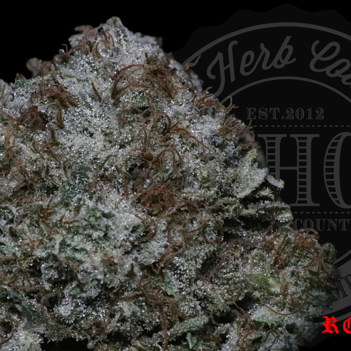 Northern Kush 24.8%