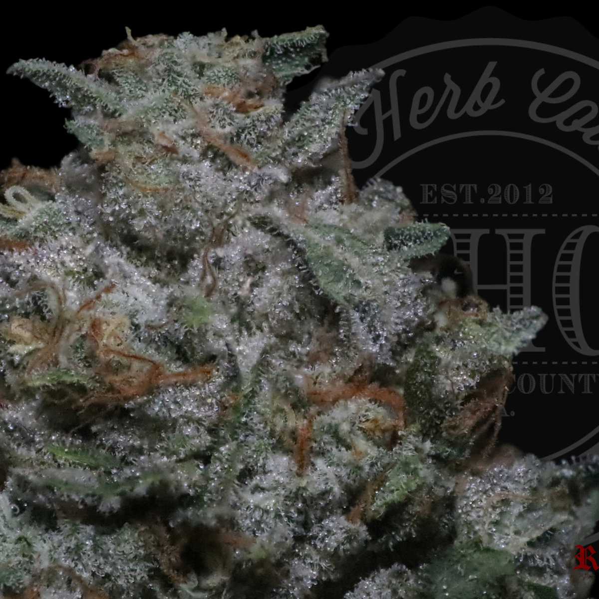 Butter Face OG 27.6%