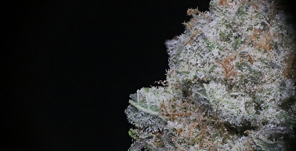 Cannabis Dispensary