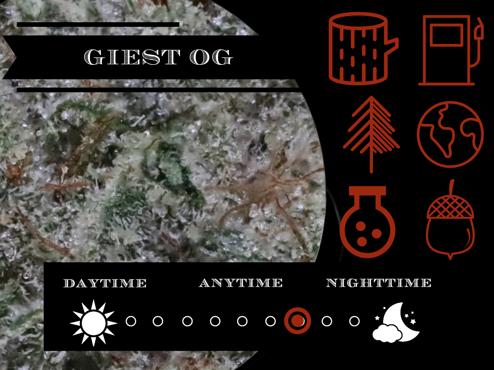 Giest OG 26.6%