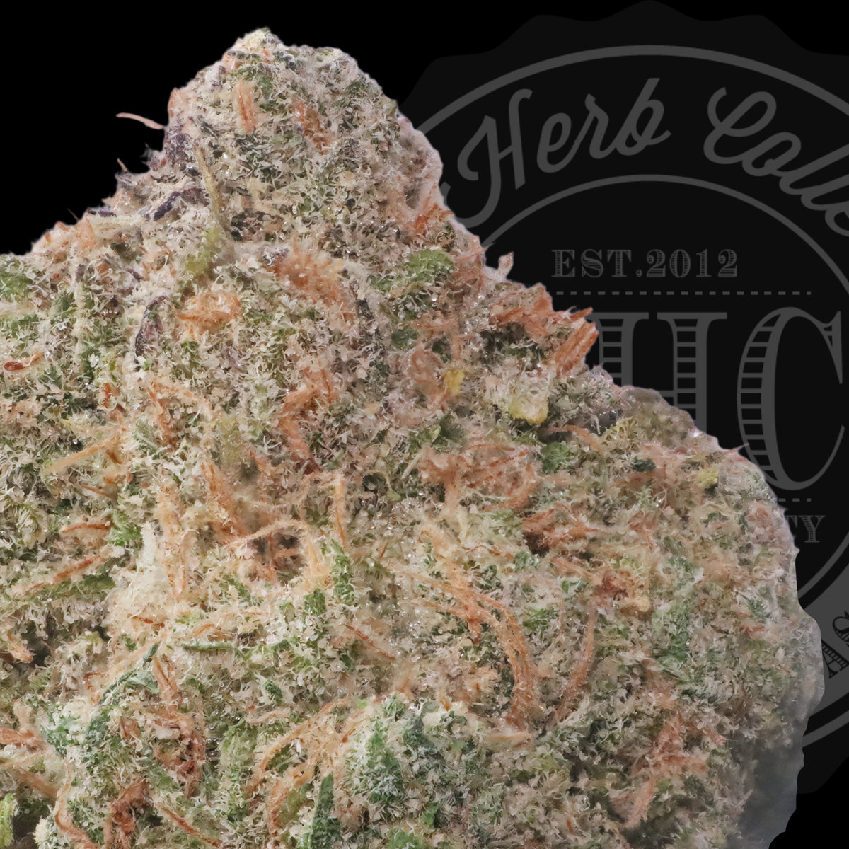 Buddha's Dream 34.6%