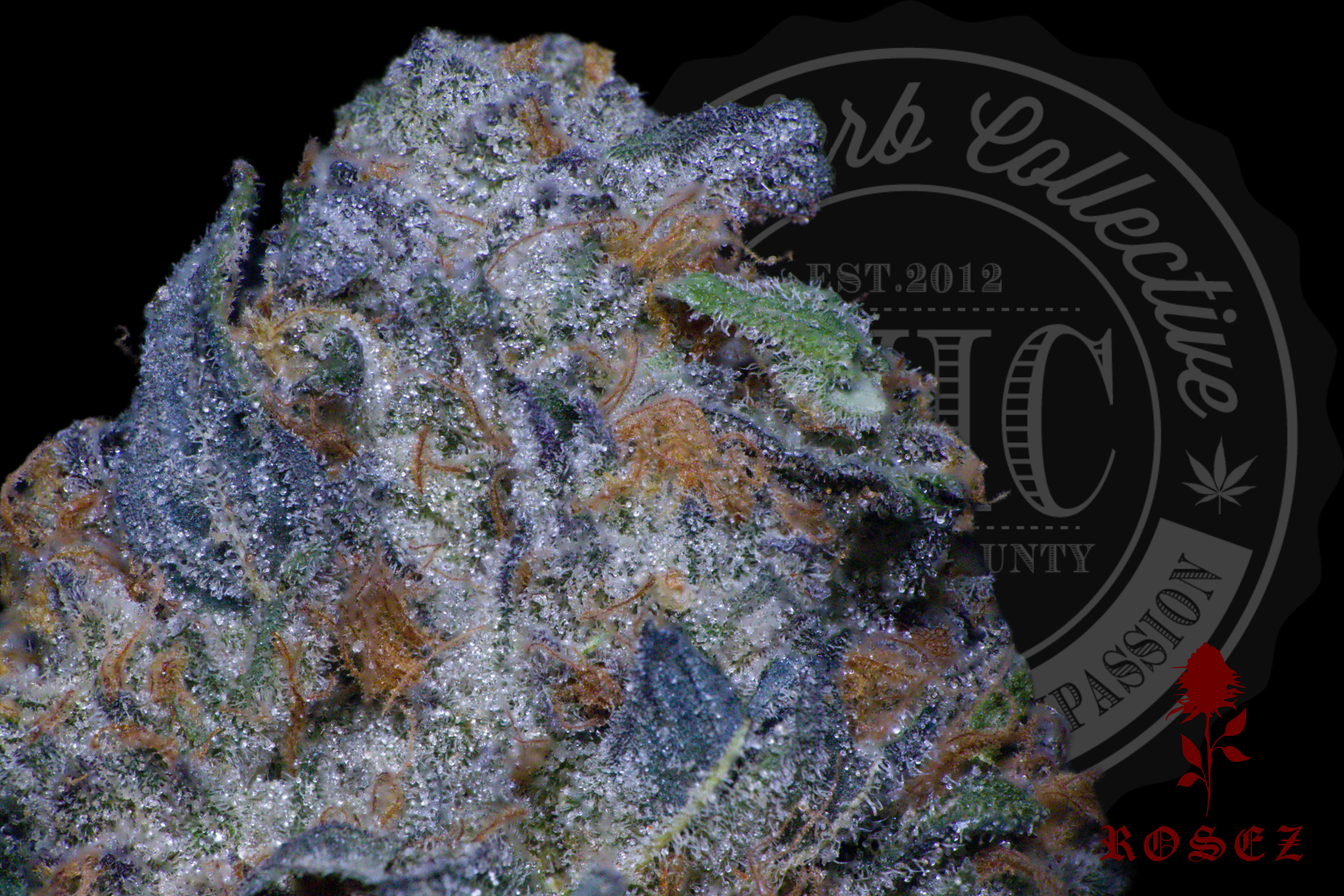 Triangle Fritter Mintz 31.1%