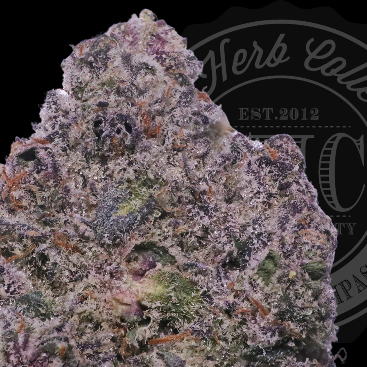 Wellness Paradise 33.2%
