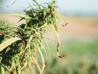 Beginner's Guide to Cannabis Plants and Strains