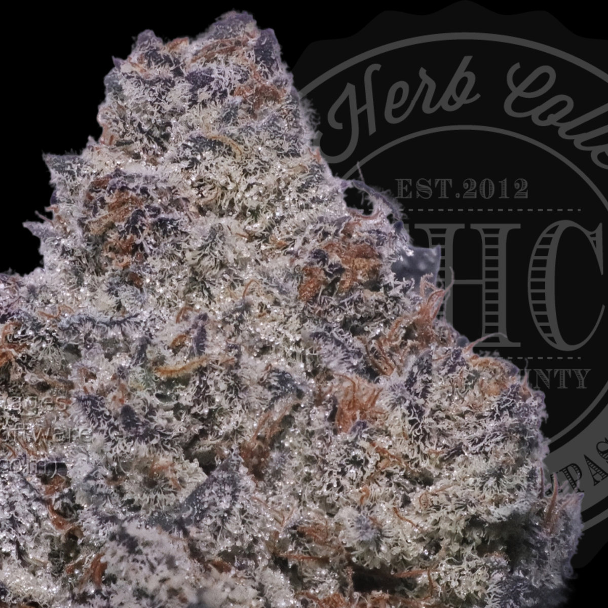 Biohazard Jesus 35.4%