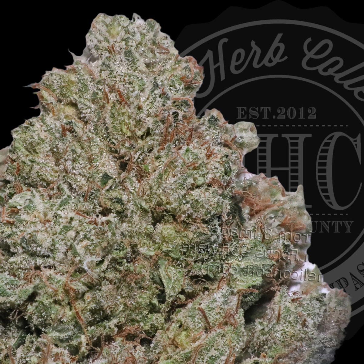 Ace Killer OG 34.2%