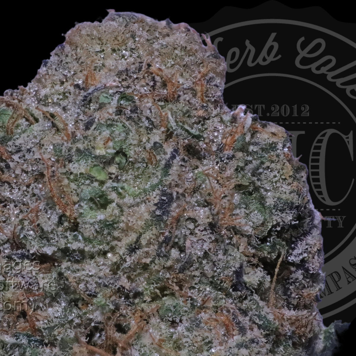 Gucci Cola 36.1%