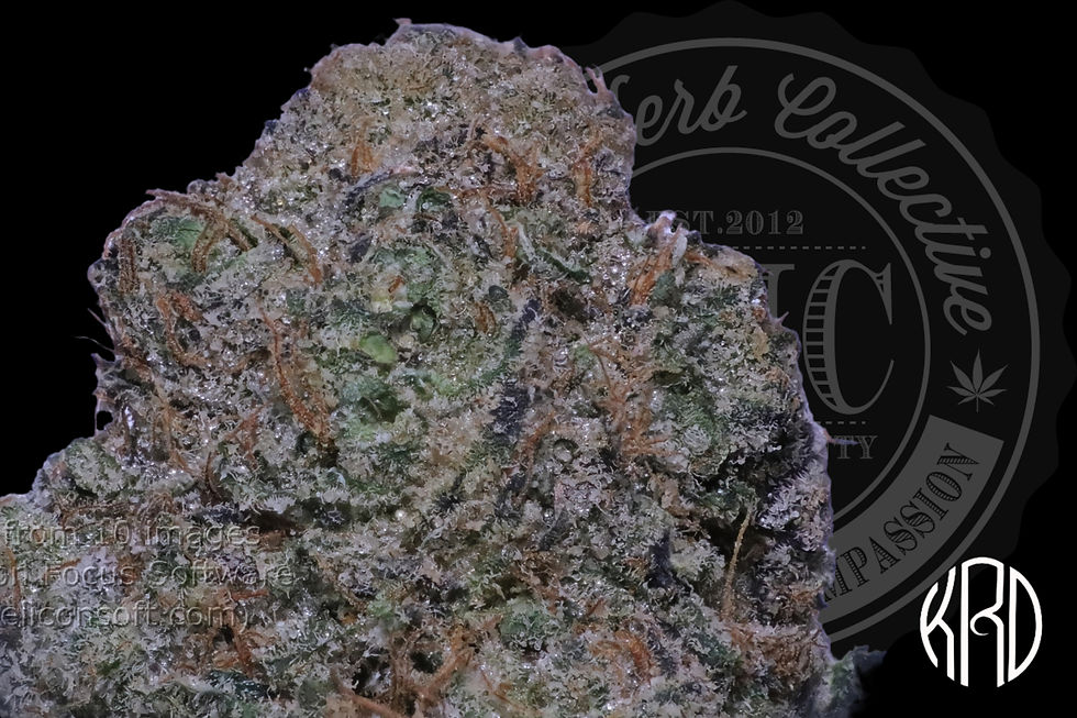 GUCCI COLA 36.1% | EXCLUSIVE CUT | KRD