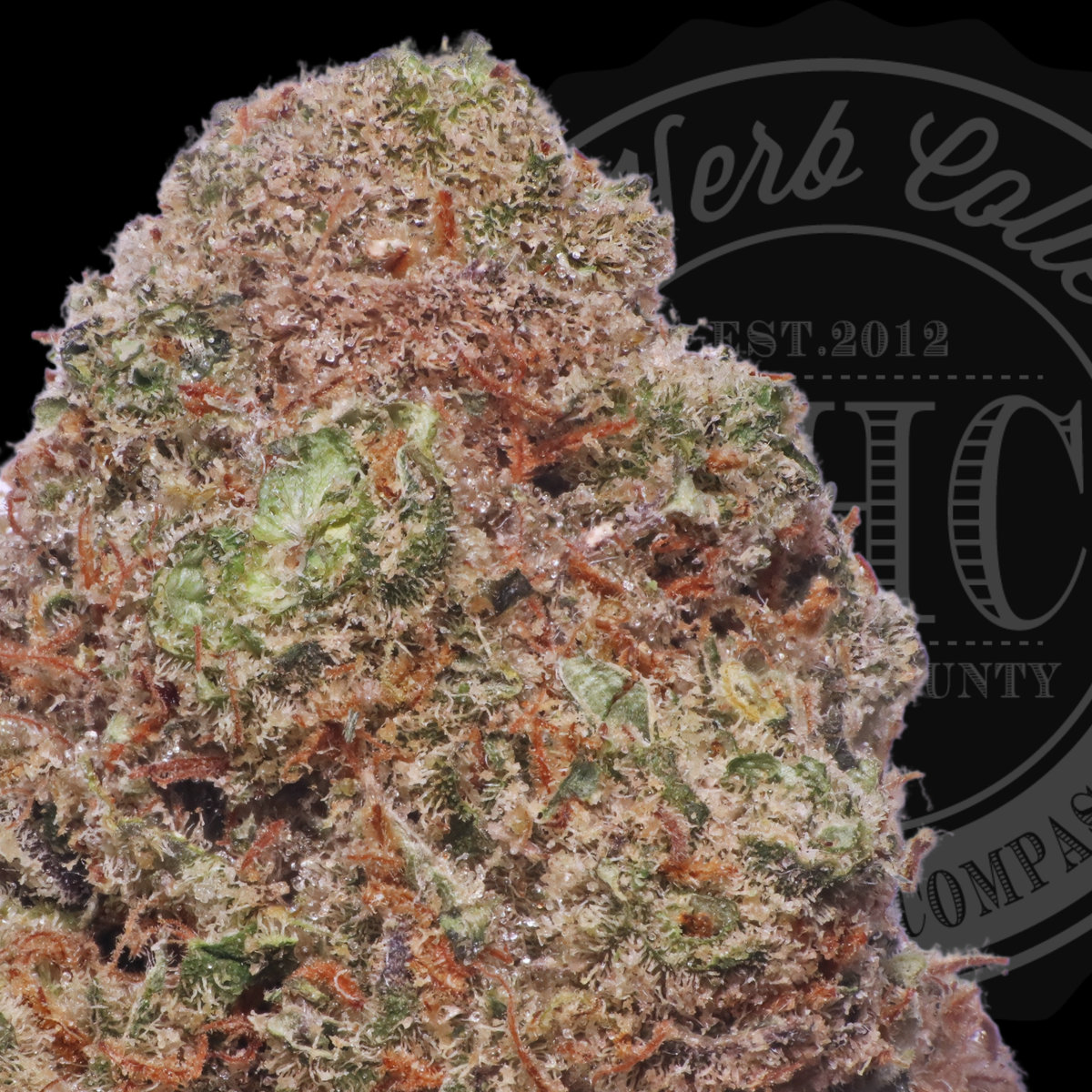 White Sumo 35.4%